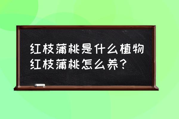 红枝蒲桃果实 红枝蒲桃是什么植物红枝蒲桃怎么养？