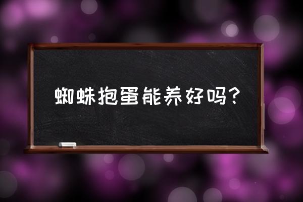 蜘蛛抱蛋有毒吗 蜘蛛抱蛋能养好吗？