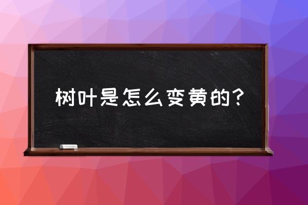 树叶是怎么变黄的 树叶是怎么变黄的？