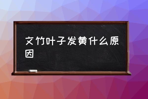 文竹叶子变黄的原因 文竹叶子发黄什么原因