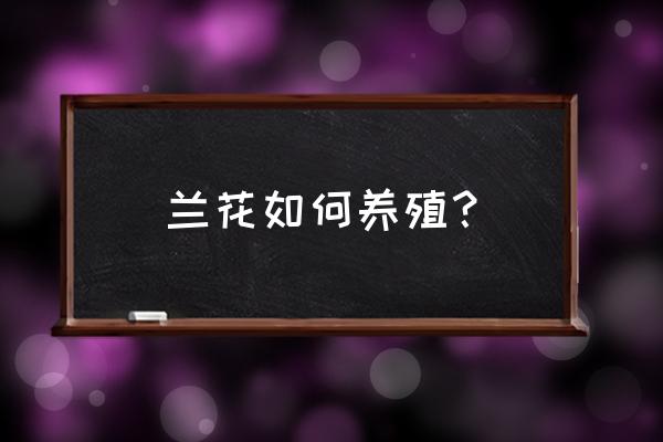 兰花的养殖方法 兰花如何养殖？