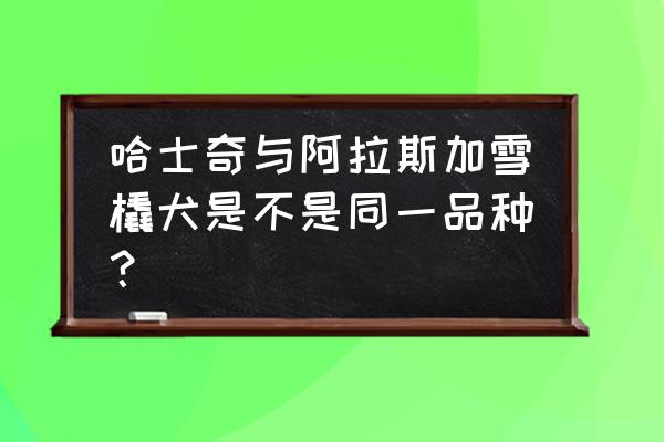 阿拉斯加犬是哈士奇吗 哈士奇与阿拉斯加雪橇犬是不是同一品种？