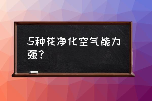 净化空气植物 5种花净化空气能力强？