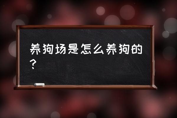 正规养狗场养狗技术 养狗场是怎么养狗的？