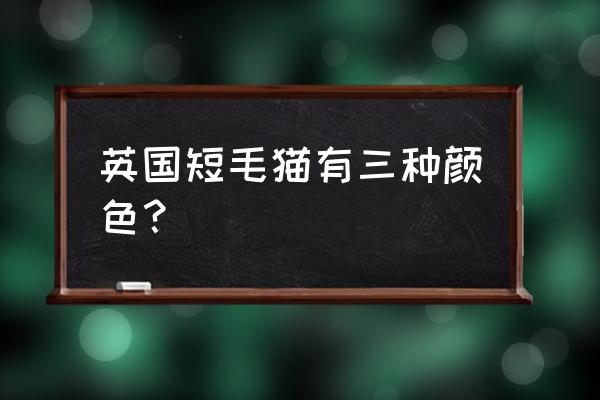 英国短毛猫有几种颜色 英国短毛猫有三种颜色？