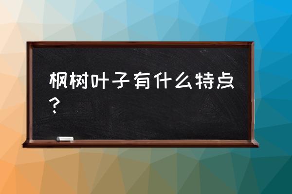 枫树的叶子的特点 枫树叶子有什么特点？