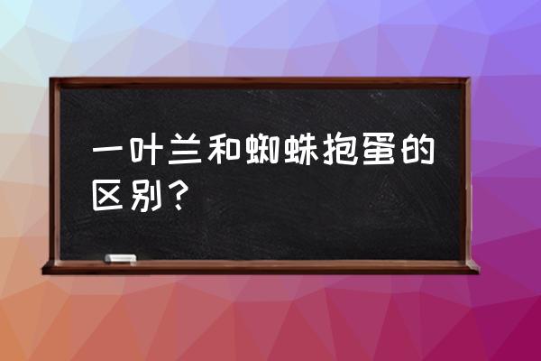 蜘蛛抱蛋属 一叶兰和蜘蛛抱蛋的区别？