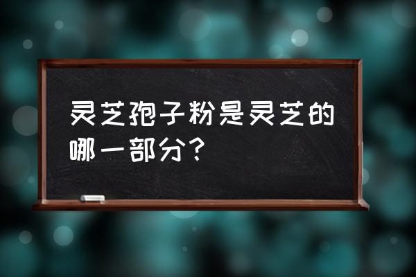 灵芝孢子指的是灵芝的什么 灵芝孢子粉是灵芝的哪一部分？