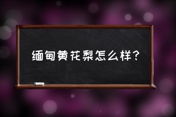 缅甸黄花梨怎么样 缅甸黄花梨怎么样？