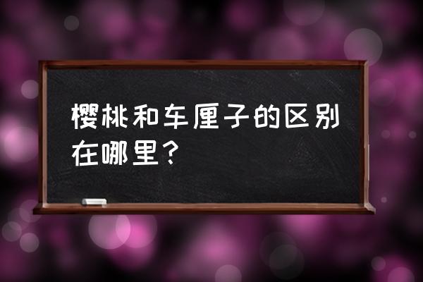 车厘子和樱桃哪个大 樱桃和车厘子的区别在哪里？