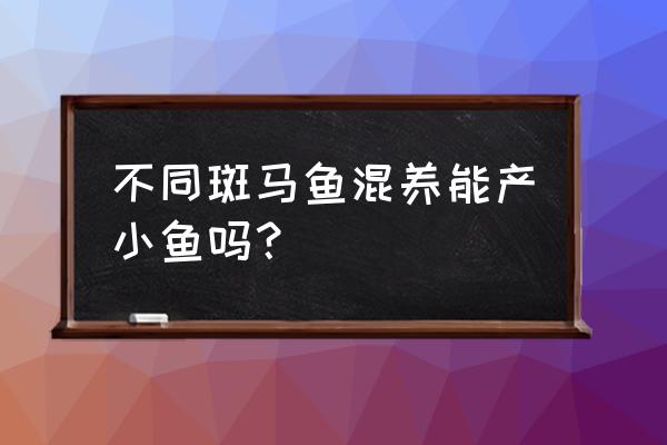 斑马鱼繁殖快吗 不同斑马鱼混养能产小鱼吗？