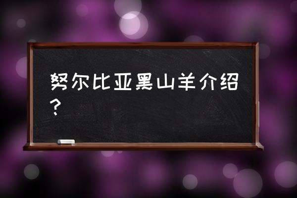 努比亚黑山羊简介 努尔比亚黑山羊介绍？