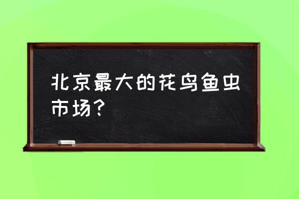 中国十大花鸟鱼虫市场 北京最大的花鸟鱼虫市场？