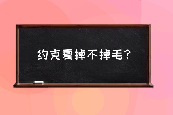 约克夏掉毛吗 约克夏掉不掉毛？