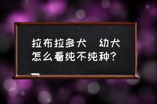 拉布拉多幼犬怎么看纯不纯 拉布拉多犬(幼犬)怎么看纯不纯种？