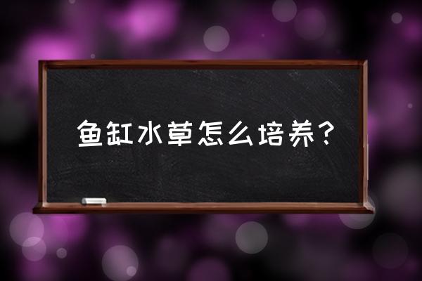 鱼缸水草养殖 鱼缸水草怎么培养？