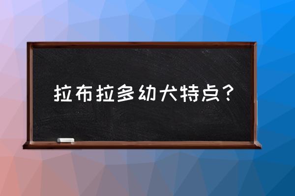 拉布拉多幼犬特征 拉布拉多幼犬特点？