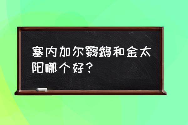 塞内加尔鹦鹉优缺点 塞内加尔鹦鹉和金太阳哪个好？