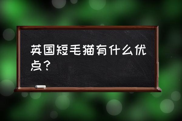 英国短毛猫的优缺点 英国短毛猫有什么优点？