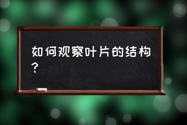 观察叶片的结构的步骤 如何观察叶片的结构？