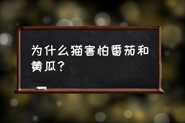 猫为什么会怕黄瓜 为什么猫害怕番茄和黄瓜？