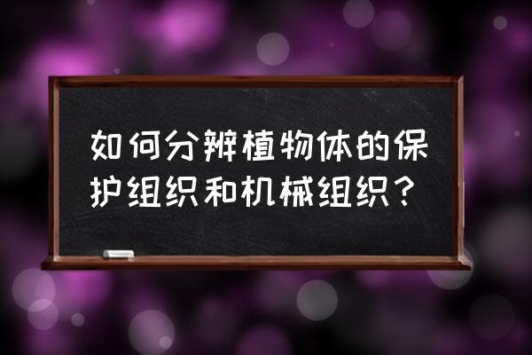 栅栏组织属于机械组织 如何分辨植物体的保护组织和机械组织？