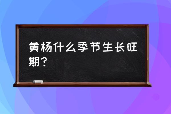 金边大叶黄杨形态特征 黄杨什么季节生长旺期？