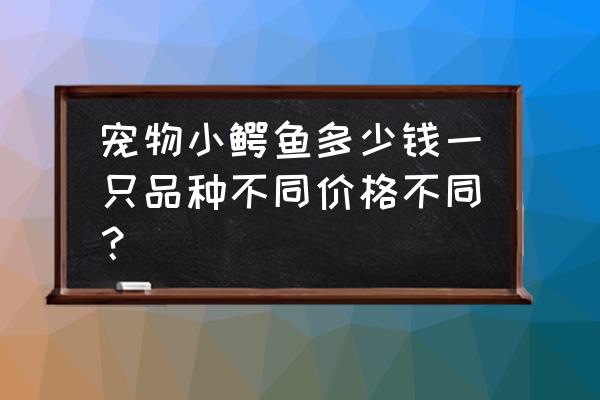 侏儒鳄宠物多少钱一只 宠物小鳄鱼多少钱一只品种不同价格不同？