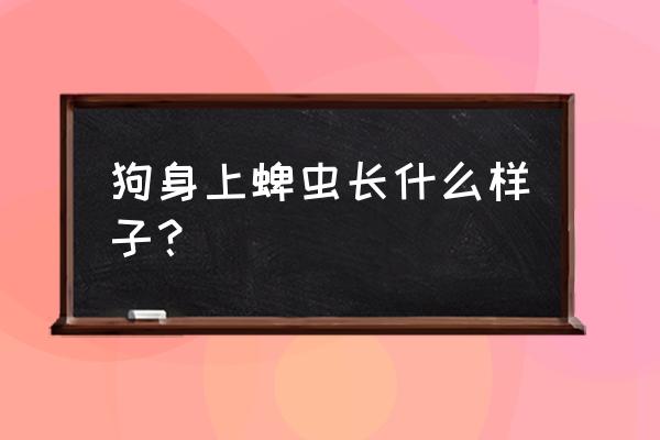 狗身上的蜱虫长什么样 狗身上蜱虫长什么样子？