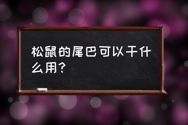 松鼠的尾巴可以当什么用 松鼠的尾巴可以干什么用？