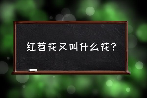 红苕花是什么 红苕花又叫什么花？