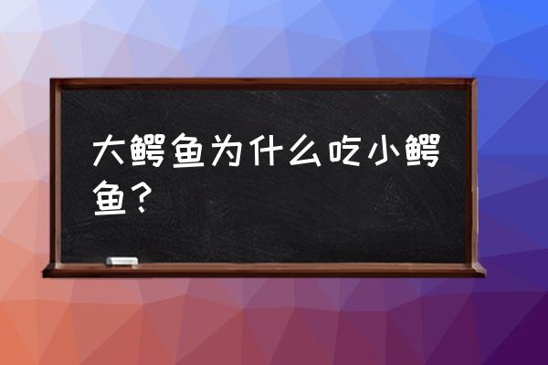 鳄鱼为什么吃小鳄鱼 大鳄鱼为什么吃小鳄鱼？