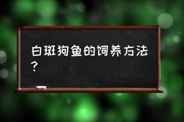 白斑狗鱼观赏鱼 白斑狗鱼的饲养方法？