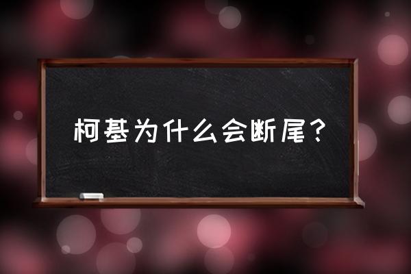 柯基断尾的原因 柯基为什么会断尾？