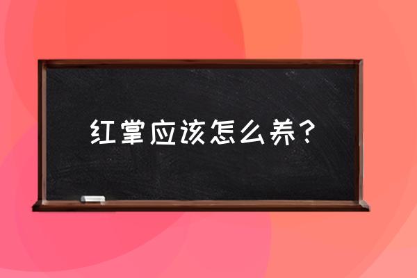 红掌怎样养才能养得好 红掌应该怎么养？