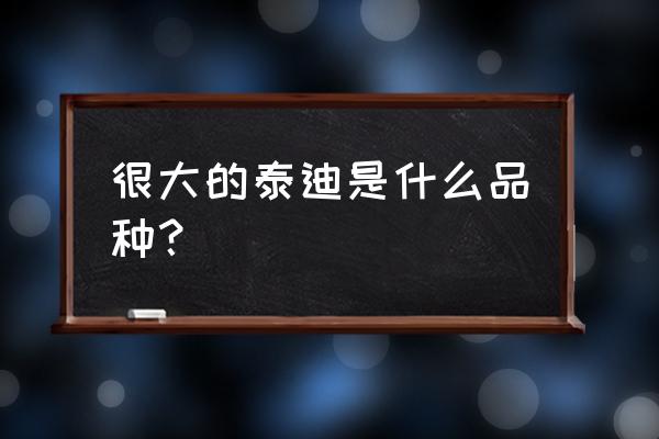 巨型泰迪叫什么 很大的泰迪是什么品种？