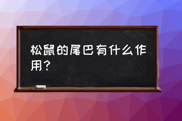 松鼠可以把尾巴当什么作用 松鼠的尾巴有什么作用？