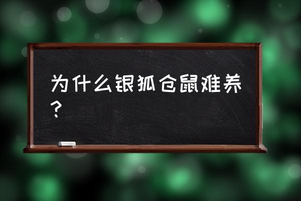 银狐仓鼠好养活吗 为什么银狐仓鼠难养？