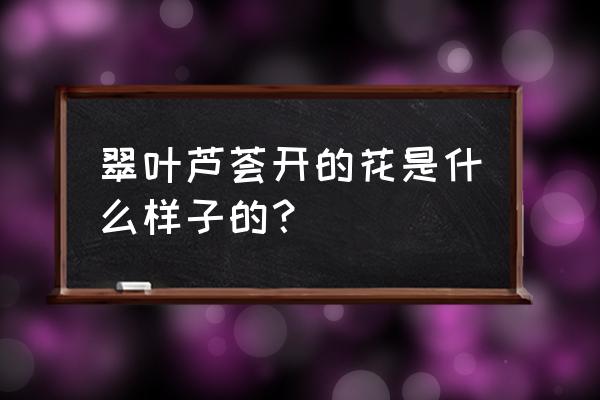 翠叶芦荟的特征 翠叶芦荟开的花是什么样子的？