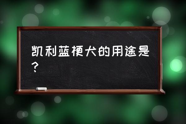 凯利蓝梗缺点 凯利蓝梗犬的用途是？