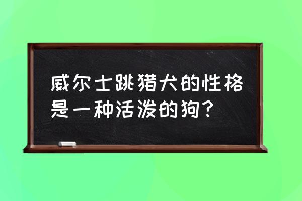 威尔士跳猎犬简介 威尔士跳猎犬的性格是一种活泼的狗？