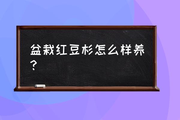 红豆杉盆景及养殖方法 盆栽红豆杉怎么样养？