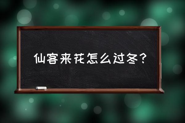 仙鹤来花冬季怎么养 仙客来花怎么过冬？