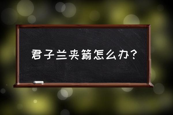 君子兰夹箭应急小妙招 君子兰夹箭怎么办？