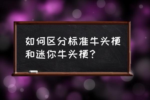 迷你牛头梗的优缺点 如何区分标准牛头梗和迷你牛头梗？