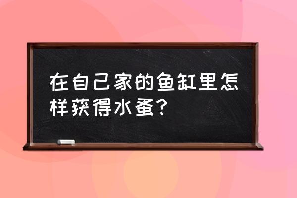 怎样养出水蚤 在自己家的鱼缸里怎样获得水蚤？