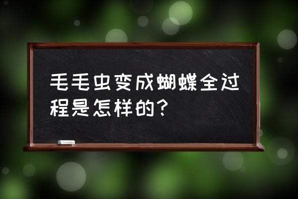 毛毛虫变蝴蝶过程顺序 毛毛虫变成蝴蝶全过程是怎样的？