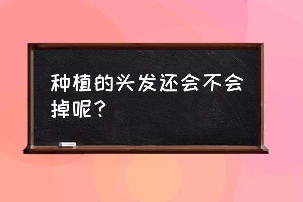 种植的头发怎么样 种植的头发还会不会掉呢？