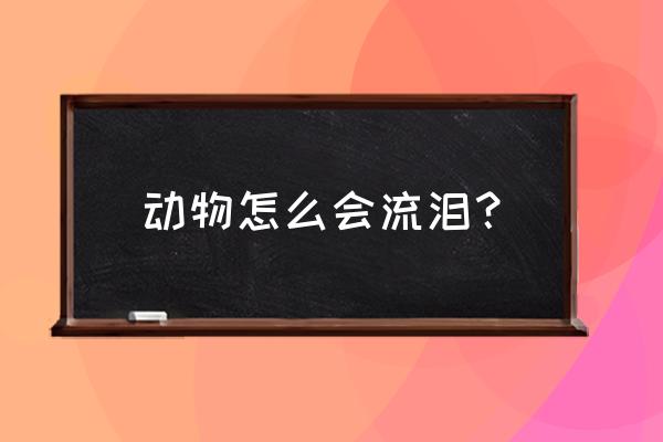 动物的哭泣一般是由 动物怎么会流泪？