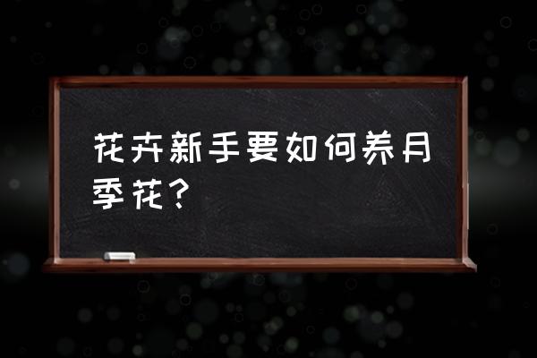 刚种的月季花怎么养 花卉新手要如何养月季花？